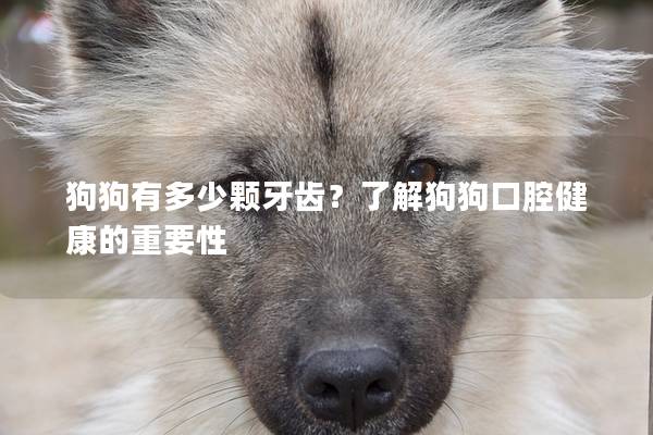 狗狗有多少颗牙齿？了解狗狗口腔健康的重要性