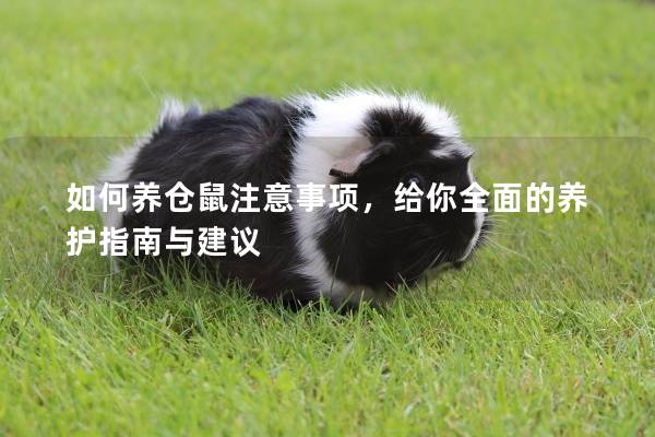 如何养仓鼠注意事项，给你全面的养护指南与建议
