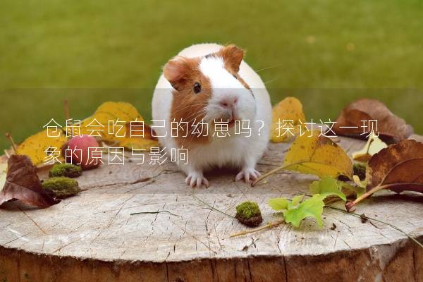 仓鼠会吃自己的幼崽吗？探讨这一现象的原因与影响