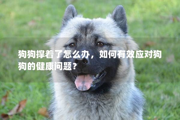 狗狗撑着了怎么办，如何有效应对狗狗的健康问题？