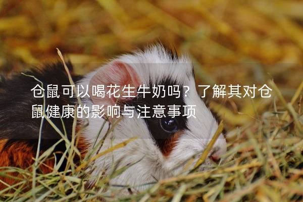 仓鼠可以喝花生牛奶吗？了解其对仓鼠健康的影响与注意事项