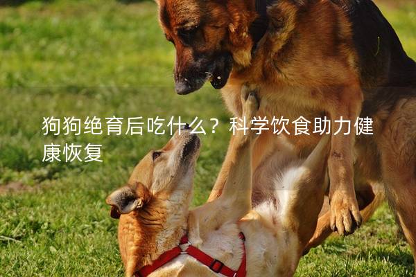 狗狗绝育后吃什么？科学饮食助力健康恢复