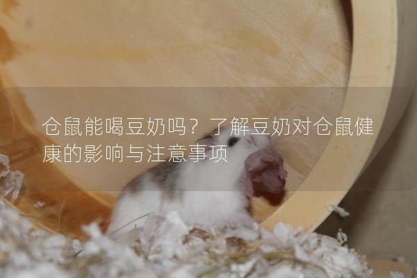 仓鼠能喝豆奶吗？了解豆奶对仓鼠健康的影响与注意事项