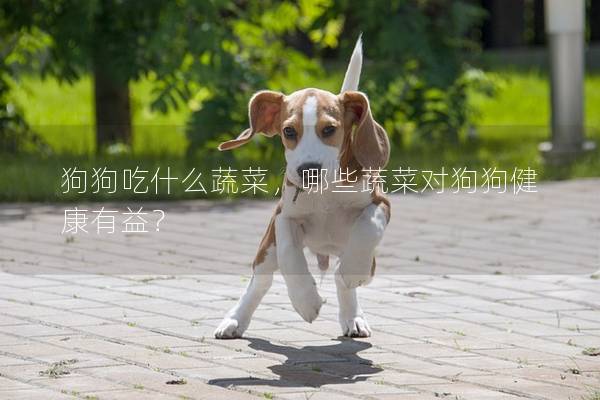 狗狗吃什么蔬菜，哪些蔬菜对狗狗健康有益？