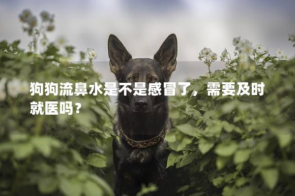狗狗流鼻水是不是感冒了,需要及时就医吗? 狗狗流鼻水是不是感冒了,需要及时就医吗?