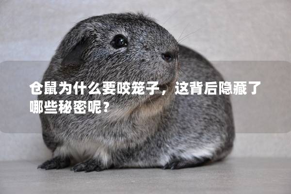 仓鼠为什么要咬笼子，这背后隐藏了哪些秘密呢？