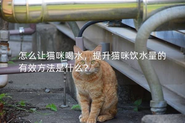 怎么让猫咪喝水，提升猫咪饮水量的有效方法是什么？