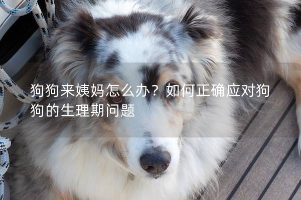 狗狗来姨妈怎么办？如何正确应对狗狗的生理期问题