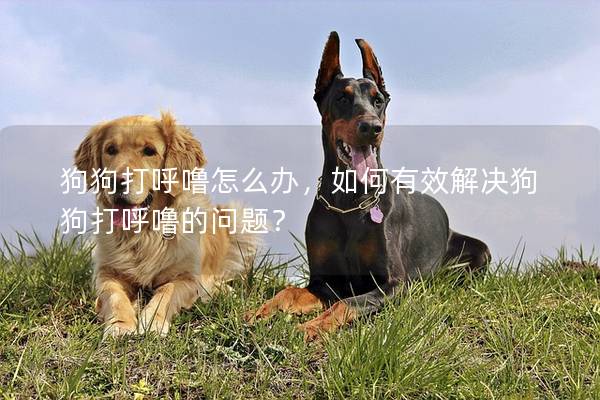 狗狗打呼噜怎么办，如何有效解决狗狗打呼噜的问题？