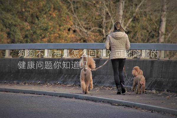 狗狗不精神是怎么回事?可能隐藏的健康问题你知道吗 狗狗不精神是怎么回事?可能隐藏的健康问题你知道吗