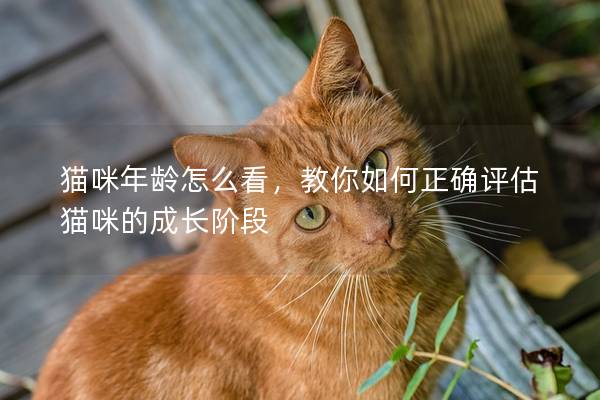 猫咪年龄怎么看，教你如何正确评估猫咪的成长阶段
