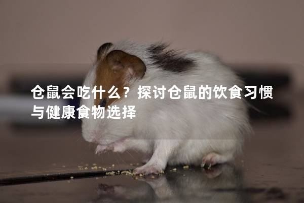 仓鼠会吃什么？探讨仓鼠的饮食习惯与健康食物选择