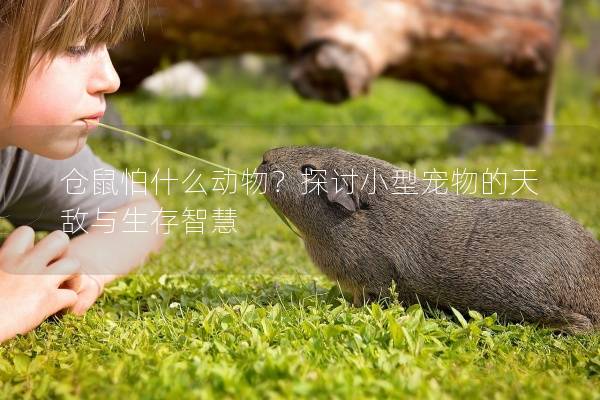 仓鼠怕什么动物?探讨小型宠物的天敌与生存智慧 仓鼠怕什么动物?探讨小型宠物的天敌与生存智慧