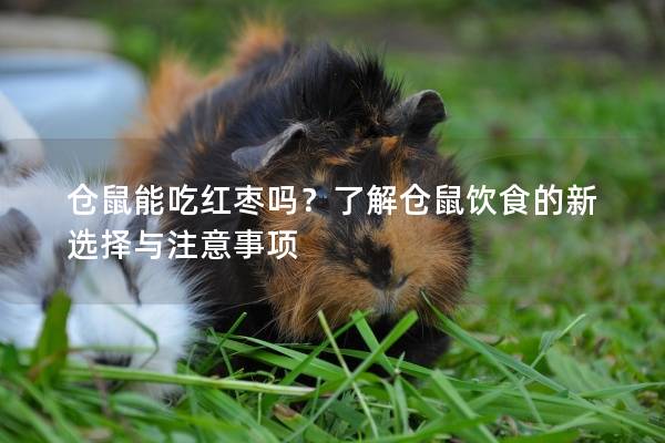仓鼠能吃红枣吗？了解仓鼠饮食的新选择与注意事项