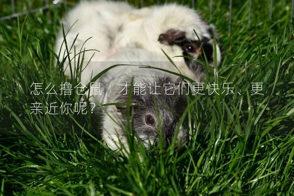怎么撸仓鼠，才能让它们更快乐、更亲近你呢？
