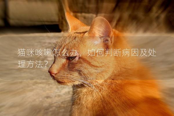 猫咪咳嗽怎么办，如何判断病因及处理方法？