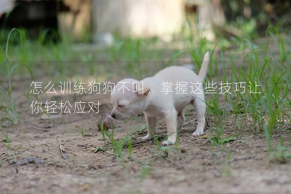 怎么训练狗狗不叫，掌握这些技巧让你轻松应对