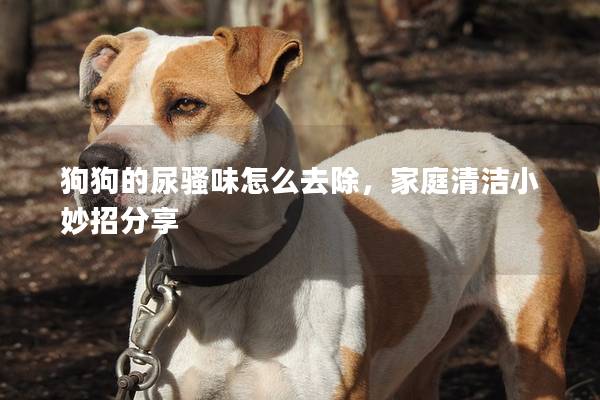 狗狗的尿骚味怎么去除，家庭清洁小妙招分享
