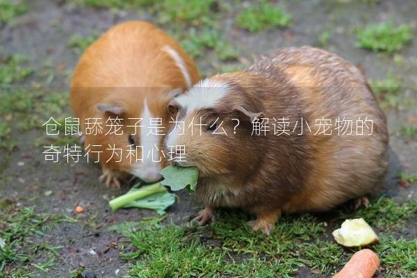 仓鼠舔笼子是为什么？解读小宠物的奇特行为和心理