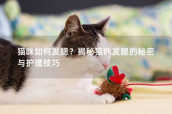 猫咪如何发腮?揭秘猫咪发腮的秘密与护理技巧 猫咪如何发腮?揭秘猫咪发腮的秘密与护理技巧