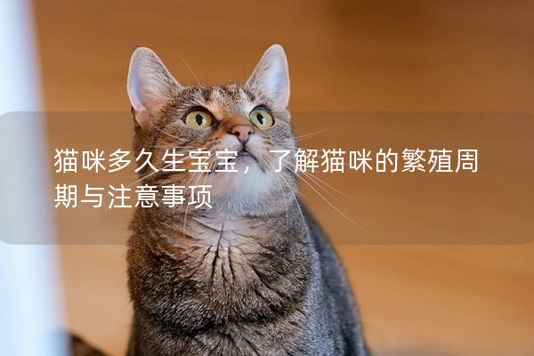 猫咪多久生宝宝,了解猫咪的繁殖周期与注意事项 猫咪多久生宝宝,了解猫咪的繁殖周期与注意事项