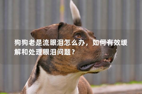 狗狗老是流眼泪怎么办，如何有效缓解和处理眼泪问题？