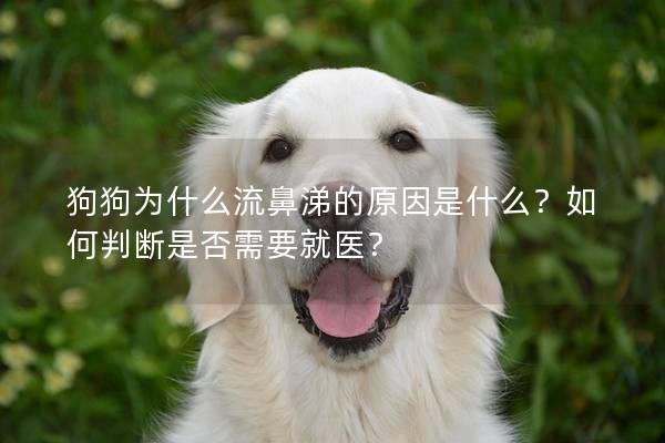 狗狗为什么流鼻涕的原因是什么?如何判断是否需要就医? 狗狗为什么流鼻涕的原因是什么?如何判断是否需要就医?