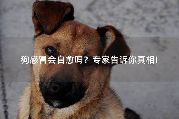 狗感冒会自愈吗?专家告诉你真相! 狗感冒会自愈吗?专家告诉你真相!