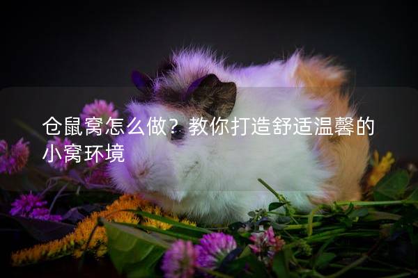 仓鼠窝怎么做？教你打造舒适温馨的小窝环境