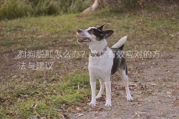 狗狗脱肛怎么办？教你有效应对的方法与建议