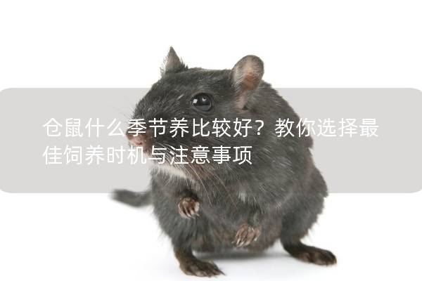 仓鼠什么季节养比较好？教你选择最佳饲养时机与注意事项