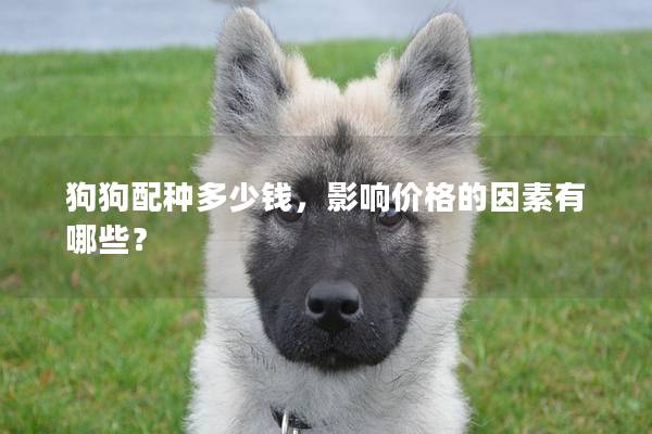狗狗配种多少钱,影响价格的因素有哪些? 狗狗配种多少钱,影响价格的因素有哪些?