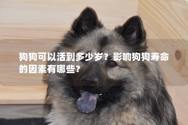 狗狗可以活到多少岁?影响狗狗寿命的因素有哪些? 狗狗可以活到多少岁?影响狗狗寿命的因素有哪些?