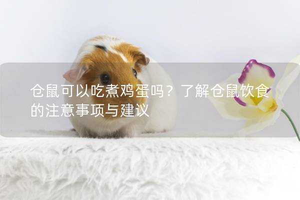 仓鼠可以吃煮鸡蛋吗？了解仓鼠饮食的注意事项与建议