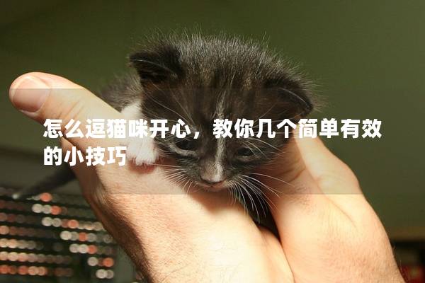 怎么逗猫咪开心，教你几个简单有效的小技巧