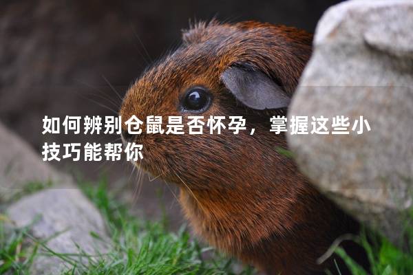 如何辨别仓鼠是否怀孕，掌握这些小技巧能帮你