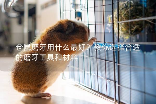 仓鼠磨牙用什么最好？教你选择合适的磨牙工具和材料
