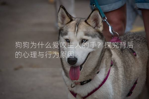 狗狗为什么爱咬主人的手?探究背后的心理与行为原因 狗狗为什么爱咬主人的手?探究背后的心理与行为原因