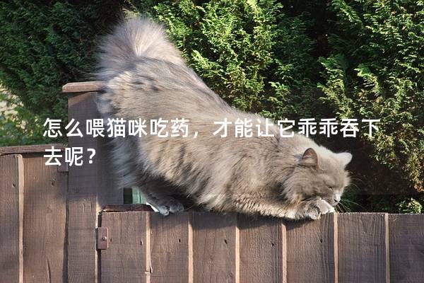 怎么喂猫咪吃药，才能让它乖乖吞下去呢？