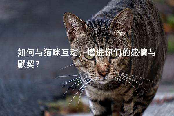 如何与猫咪互动，增进你们的感情与默契？