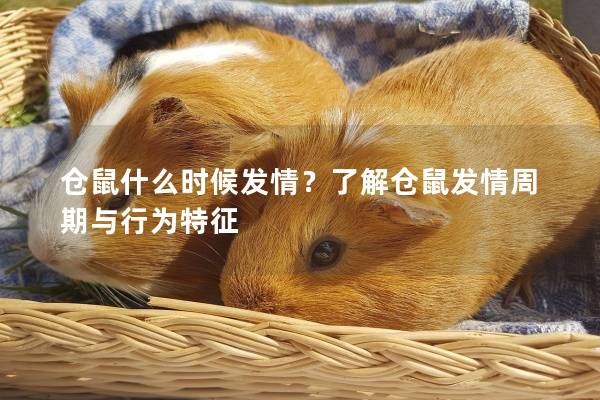 仓鼠什么时候发情?了解仓鼠发情周期与行为特征 仓鼠什么时候发情?了解仓鼠发情周期与行为特征