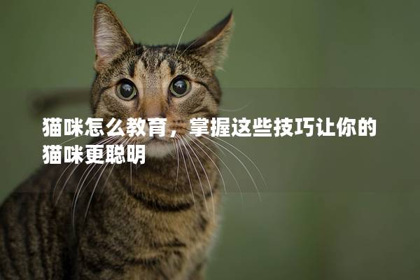 猫咪怎么教育，掌握这些技巧让你的猫咪更聪明