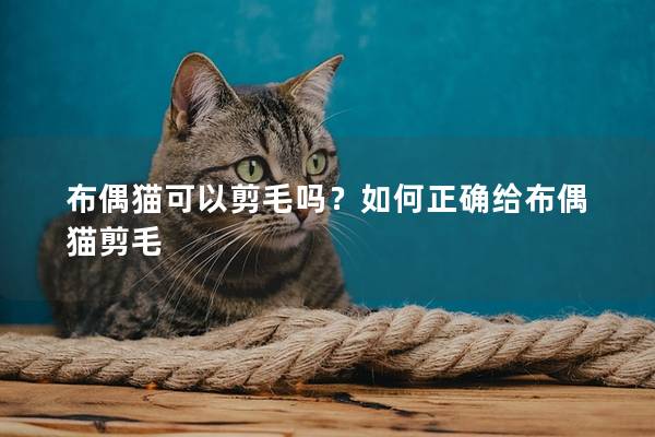 布偶猫可以剪毛吗?如何正确给布偶猫剪毛 布偶猫可以剪毛吗?如何正确给布偶猫剪毛