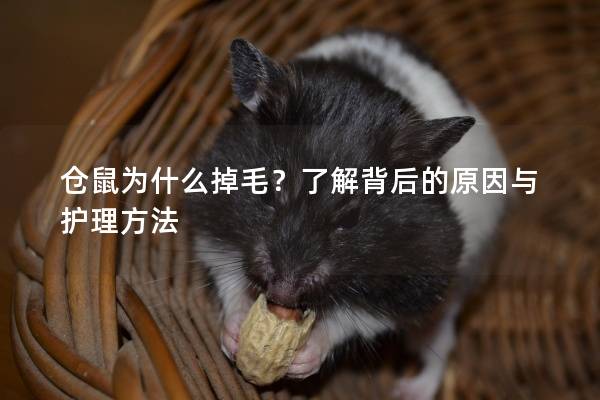仓鼠为什么掉毛？了解背后的原因与护理方法