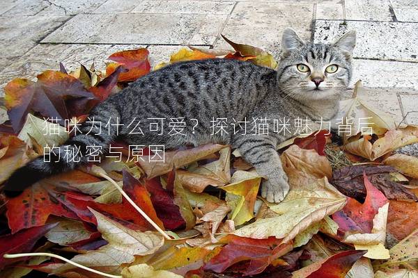猫咪为什么可爱？探讨猫咪魅力背后的秘密与原因