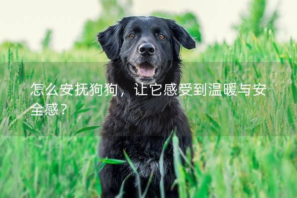 怎么安抚狗狗，让它感受到温暖与安全感？