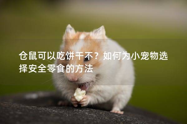 仓鼠可以吃饼干不？如何为小宠物选择安全零食的方法