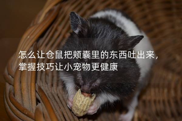 怎么让仓鼠把颊囊里的东西吐出来，掌握技巧让小宠物更健康