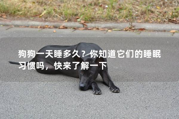 狗狗一天睡多久？你知道它们的睡眠习惯吗，快来了解一下