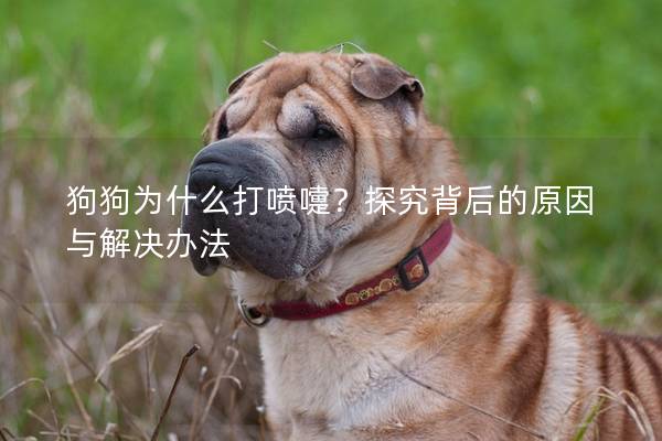 狗狗为什么打喷嚏？探究背后的原因与解决办法